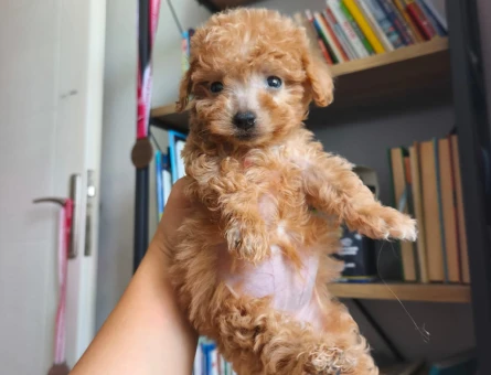 Toy poodle yavrularımız - 5670