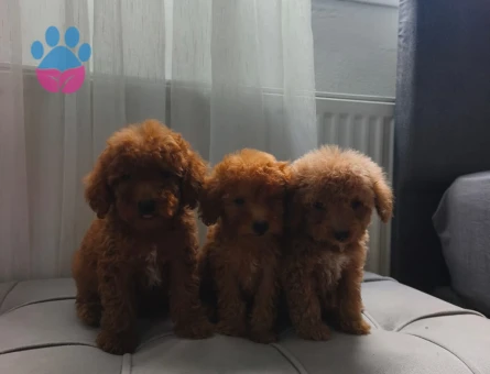 Toy poodle yavrularımız