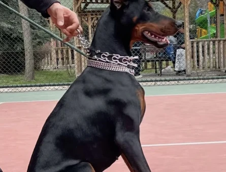EUROPEAN MEDİUM KİNG DOBERMAN - 5672