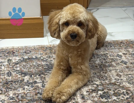 Toy poodle - 5673