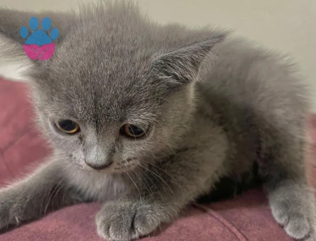 British Short Hair kedi sahiplendirme