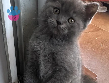 2 aylık british shorthair point dişi-erkek kediler