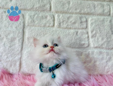 British Longhair Erkek Kar Beyazı 2 Aylık
