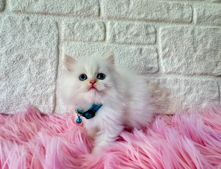 British Longhair Erkek Kar Beyazı 2 Aylık