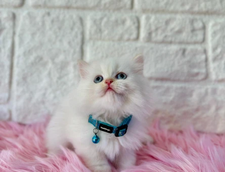 British Longhair 2 Aylık Erkek Topaç Kafa