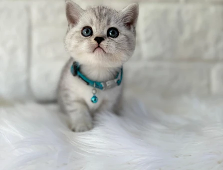 British Shorthair Silver Erkek 2 Aylık