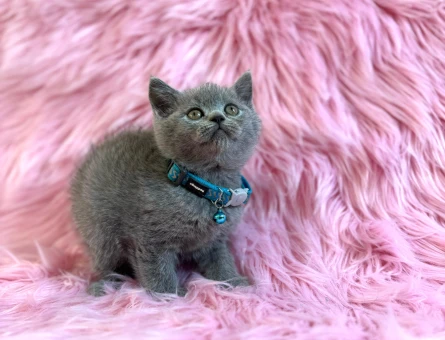 British Shorthair Gri Erkek 2 Aylık