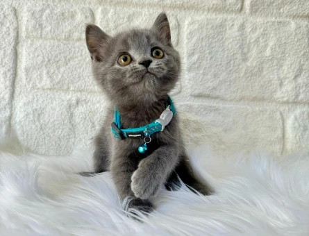 2 Aylık British Shorthair Erkek Gri Yavrumuz