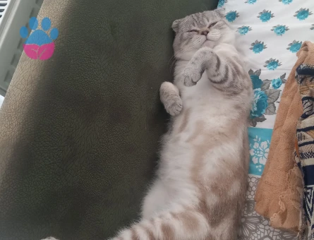 Yakışıklı kedimizi sahiplendirmek istiyoruz