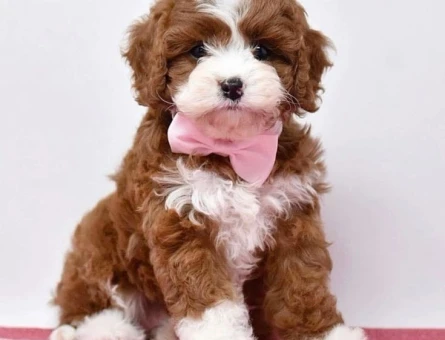 Maltipoo Yavrumuz 2 Aylık