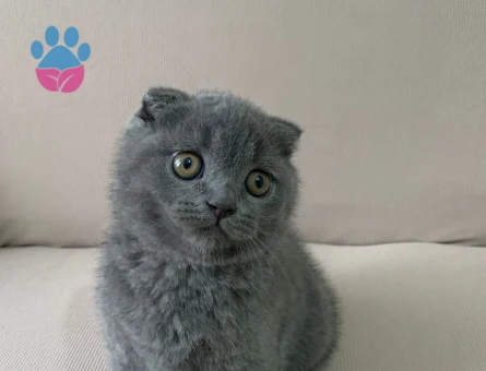 Scottish Fold Oyuncu Minik Yavrular