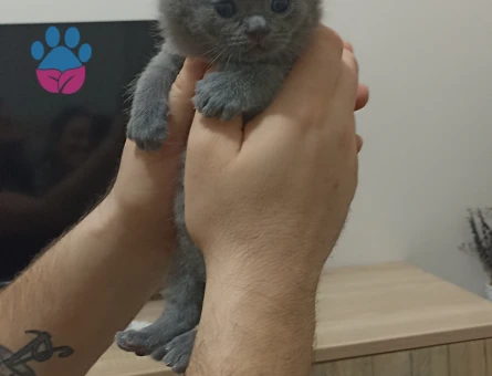 Scottish Fold Oyuncu Minik Yavrular