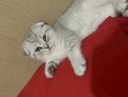 Scottish Fold 1,5 Aylık