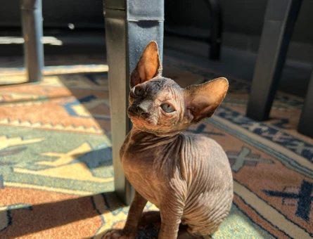 Bebek Sfenksler 5 Şubat doğumlu