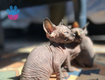 Bebek Sfenksler 5 Şubat doğumlu