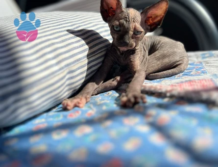 Bebek Sfenksler 5 Şubat doğumlu