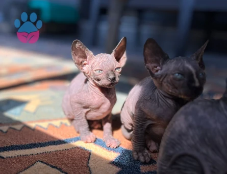 Bebek Sfenksler 5 Şubat doğumlu