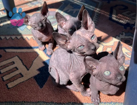 Bebek Sfenksler 5 Şubat doğumlu