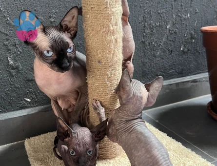 Bebek Sfenksler 5 Şubat doğumlu