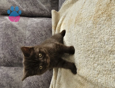 British Shorthair Yavru Kedi 2 AYlık