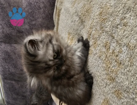 British Shorthair Yavru Kedi 2 AYlık