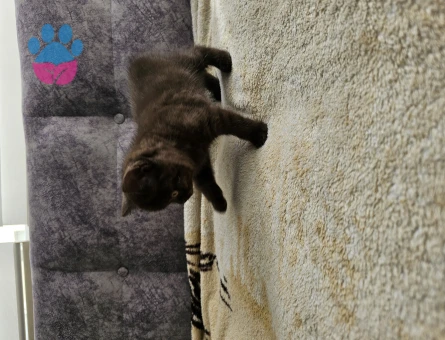 British Shorthair Yavru Kedi 2 AYlık