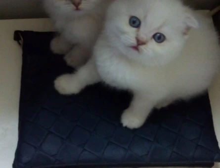 Scottish fold yavrular