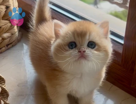 Saf Kan Golden British Shorthair Ny12 Yavrular(Wcf kayıtlı)