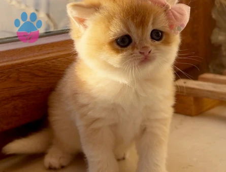 Saf Kan Golden British Shorthair Ny12 Yavrular(Wcf kayıtlı)