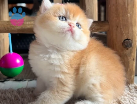 Saf Kan Golden British Shorthair Ny12 Yavrular(Wcf kayıtlı)
