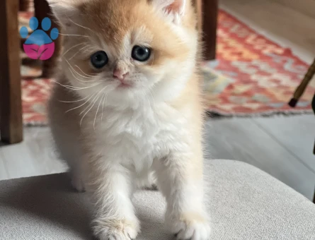 Saf Kan Golden British Shorthair Ny12 Yavrular(Wcf kayıtlı)