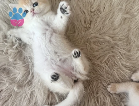 Saf Kan Golden British Shorthair Ny12 Yavrular(Wcf kayıtlı)