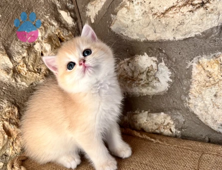 Saf Kan Golden British Shorthair Ny12 Yavrular(Wcf kayıtlı)
