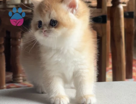 Saf Kan Golden British Shorthair Ny12 Yavrular(Wcf kayıtlı)