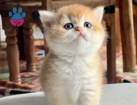 Saf Kan Golden British Shorthair Ny12 Yavrular(Wcf kayıtlı)