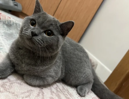 Yakışıklı ve karizmatik