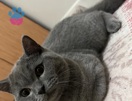 Yakışıklı ve karizmatik