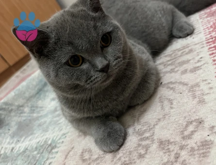 Yakışıklı ve karizmatik