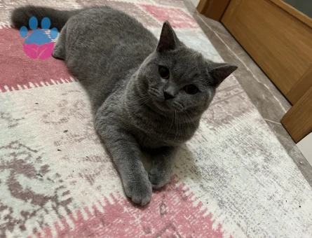 Yakışıklı ve karizmatik