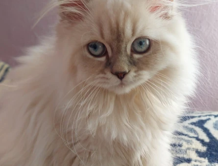 British ve Scottish Kırması Yavrularımız