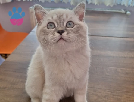 British ve Scottish Kırması Yavrularımız