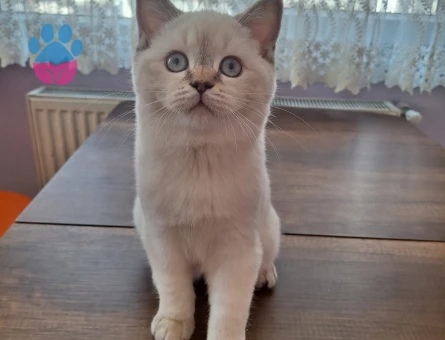 British ve Scottish Kırması Yavrularımız