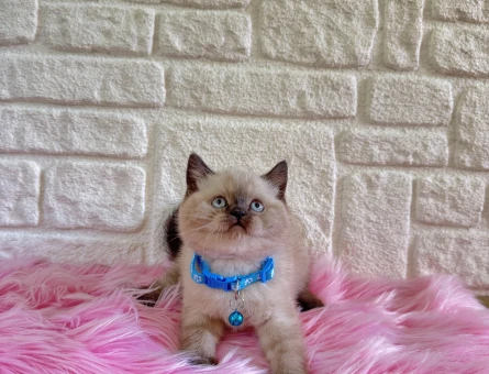 British Shorthair Bluepoint Topaç Kafa Erkek