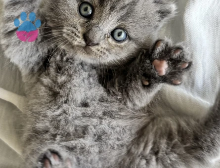 British Shorthair Yavrularımız