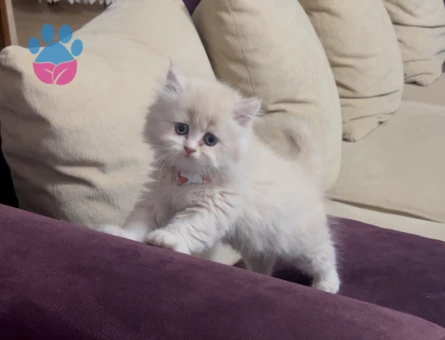 British Shorthair&Longhair Yavrularıma Ömürlük Yuva Arıyorum