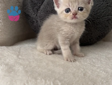 British Shorthair Golden Yavru