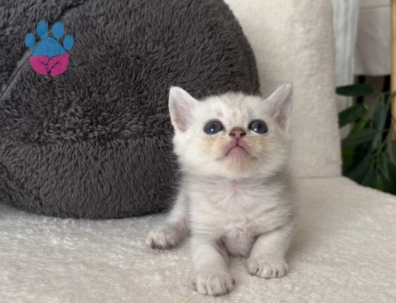 British Shorthair Golden Yavru