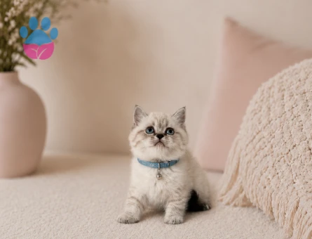 British Shorthair Lynx Point Pofuduk Yavrumuz - 4748