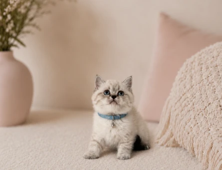 British Shorthair Lynx Point Pofuduk Yavrumuz - 4748