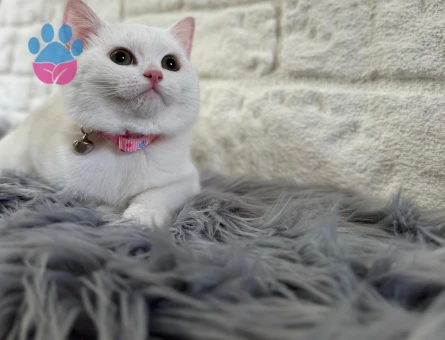 British Shorthair 2 Aylık Dişi Yuva Arıyor